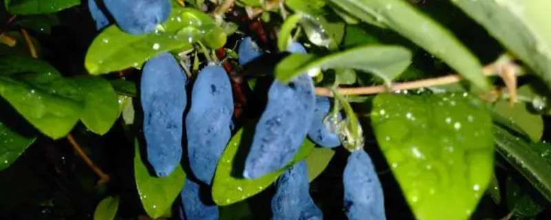 蓝靛果品种介绍 蓝靛果的品种