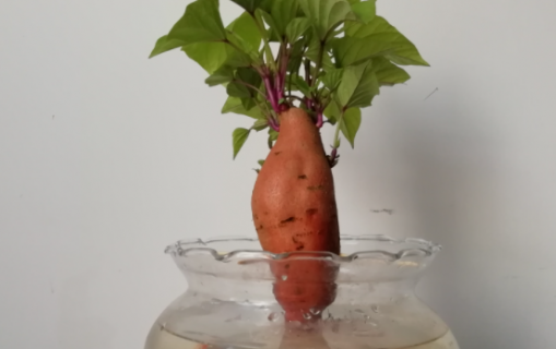 水培地瓜怎么养才能更旺盛 水培红薯的危害有多大