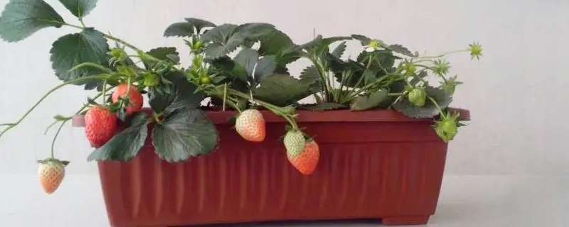 阳台种草莓的方法与技巧（阳台种草莓的方法与技巧图解）