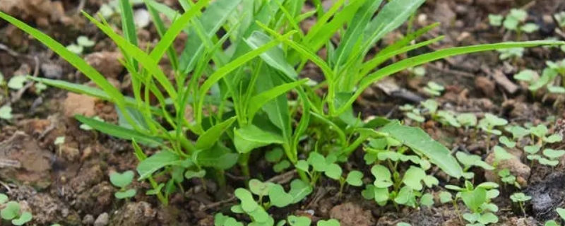 空心菜几月份播种最适合 空心菜几月份播种最好