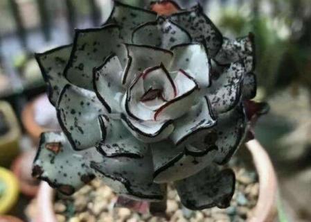 十大最贵多肉的名字（十大最贵多肉名称）