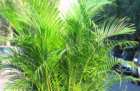 凤尾竹需要什么土壤种植 凤尾竹需要什么样的土壤