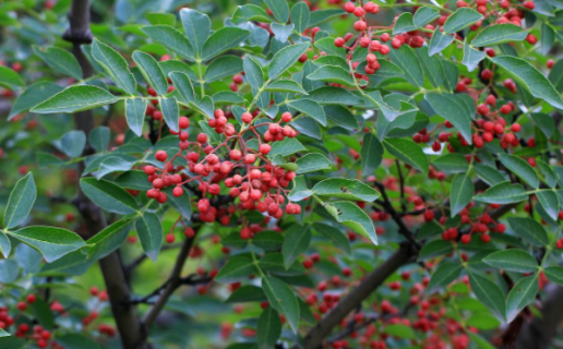 花椒树1一3年怎么管理 花椒树怎么管理和栽培