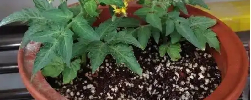 小西红柿怎么种植盆栽 小西红柿怎么种植盆栽视频