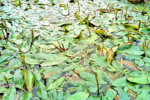 20种沉水植物