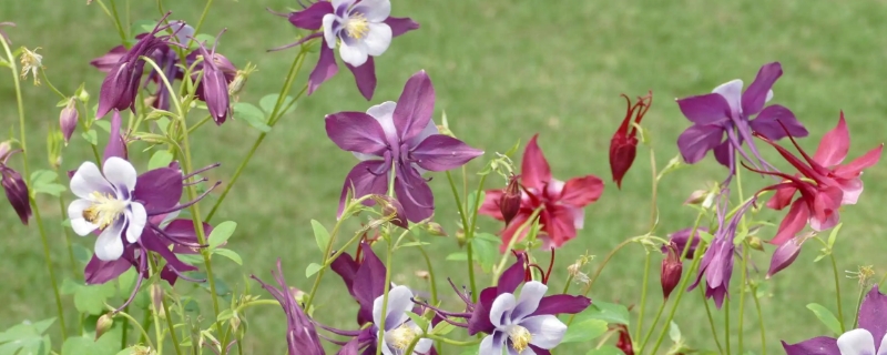 耧斗菜花语（耧斗菜花花语）