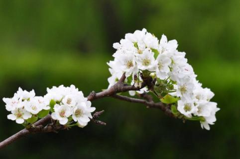 梨花有几个花瓣