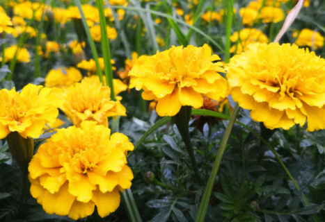 重阳节送什么花（重阳节送什么花给老人）
