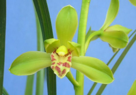 蕙兰大一品用什么植料 蕙兰大一品用什么植料好养