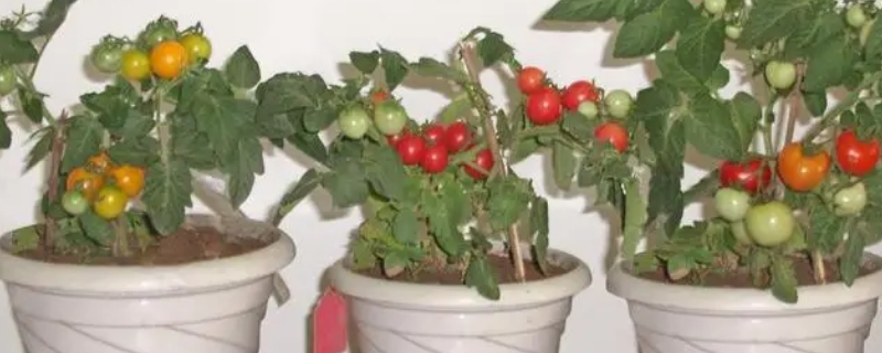红珍珠番茄怎么种盆栽 红珍珠番茄怎么种盆栽视频