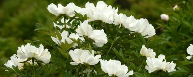 白花的寓意和象征 白花的寓意和象征是什么