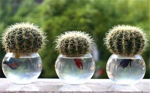 水培植物多久换一次水（水培植物多久换一次水最好）
