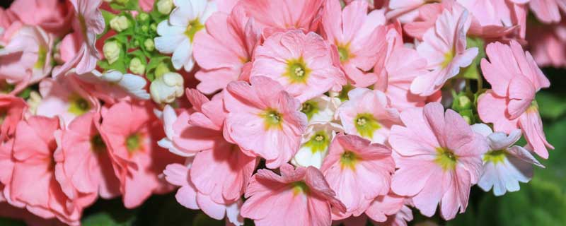 天竺葵的花期是几月到几月 天竺葵的花期是几月份