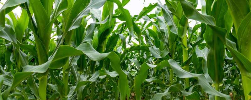 玉米虫害用什么农药 玉米虫害的防治用什么药