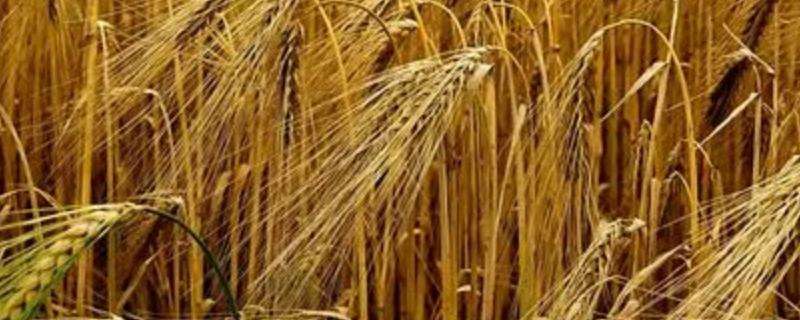 小麦用磷酸二氢钾拌种有什么好处（小麦使用磷酸二氢钾可以多长时间用一次）