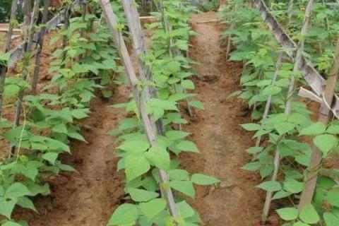 露地秋豆角种植时间