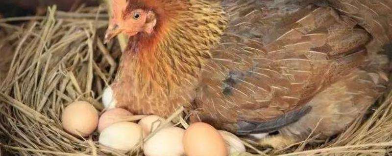 买的鸡蛋可以孵小鸡吗 超市买的鸡蛋可以孵小鸡吗