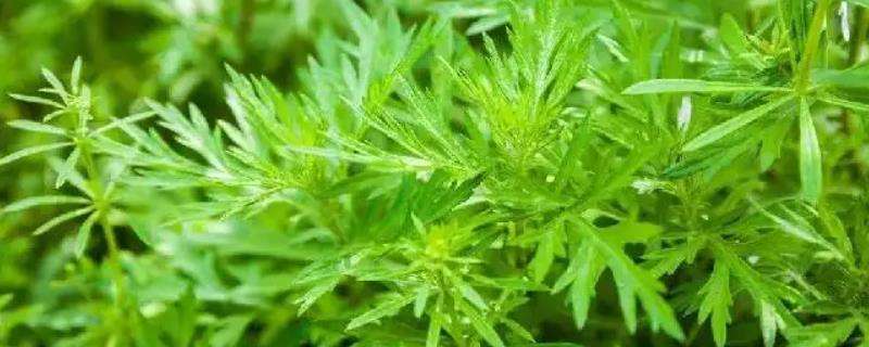 青蒿草农村叫什么（农村叫马蒿草）