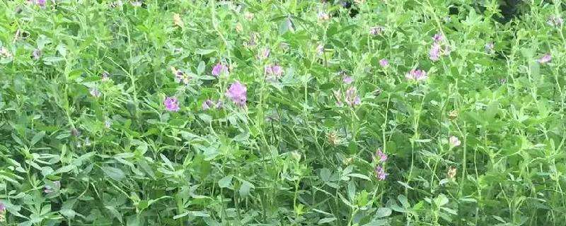 紫花苜蓿用什么除草剂