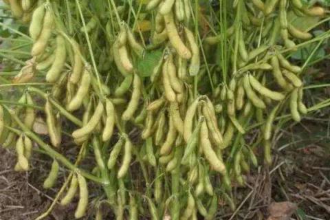 黄豆生长周期是多少天