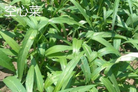 六七月份适合种植什么菜