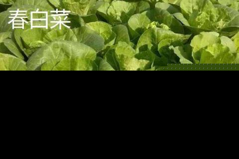 白菜几月份种植合适