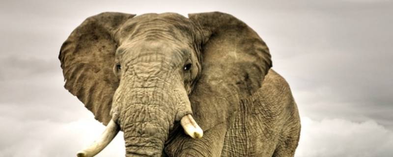 雌性亚洲象有象牙吗 雌性亚洲象有长牙吗