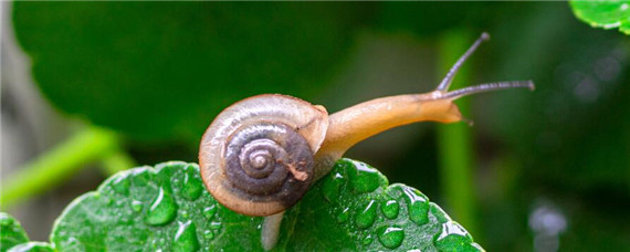 蜗牛吃什么? 蜗牛吃什么长得快