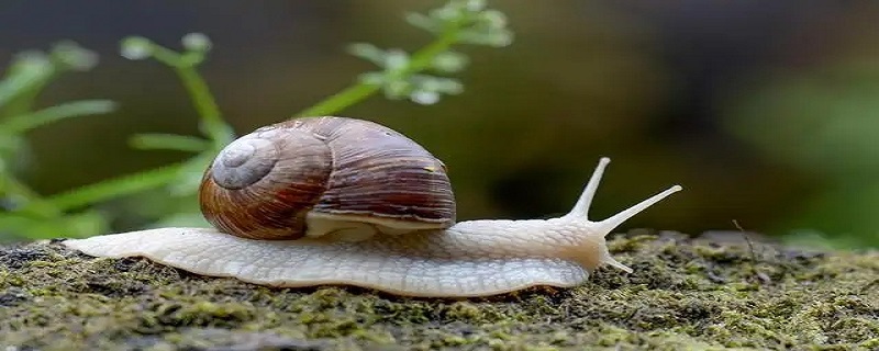 蜗牛利用什么向前移动 蜗牛利用什么向前移动的方式