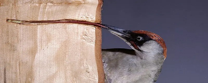 树和啄木鸟有什么关系 为什么说啄木鸟是树的一