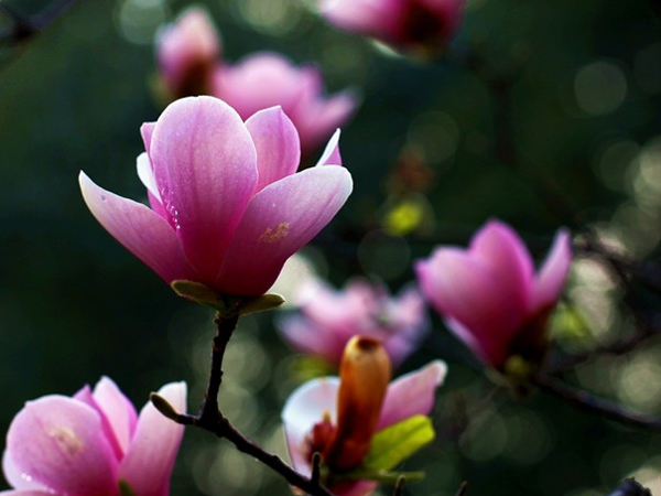 辛夷的功效与作用 辛夷的功效与作用及禁忌