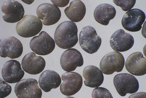 沙苑子（沙苑子泡水喝能提高性功能吗）