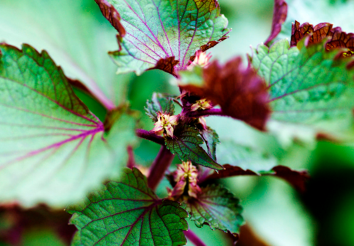 紫苏叶泡水喝的功效是什么呢 紫苏叶泡水喝的功效是什么呢女性