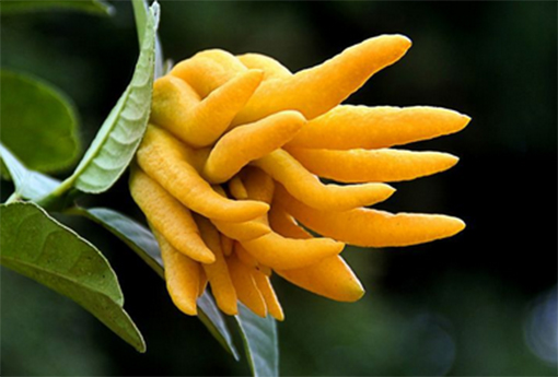 佛手柑（佛手柑图片）