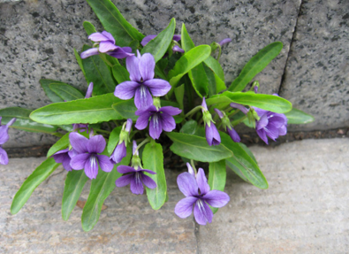 紫花地丁的图片是什么样子呢 紫花地丁像什么