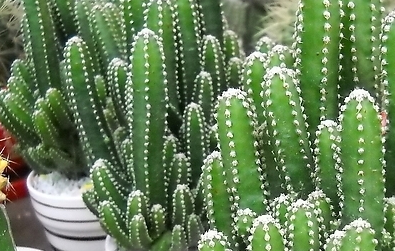 仙人掌和仙人球的区别是什么呢（仙人掌和仙人球的区别是什么呢）