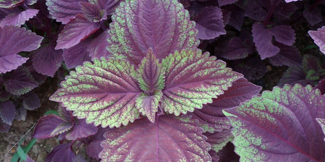 泡紫苏叶孕妇能喝吗 孕妇紫苏叶泡水喝的功效