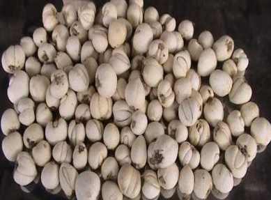 怀孕后孕妇能吃川贝不（怀孕期间能吃川贝吗）