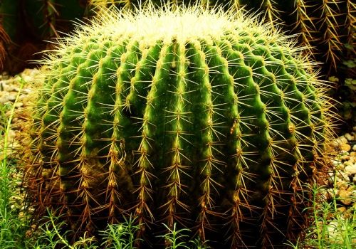 金虎仙人球如何养护好 金虎仙人球需要浇水吗