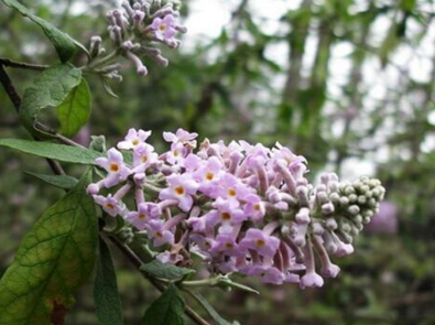 密蒙花是什么样的（密蒙花是什么样的?）