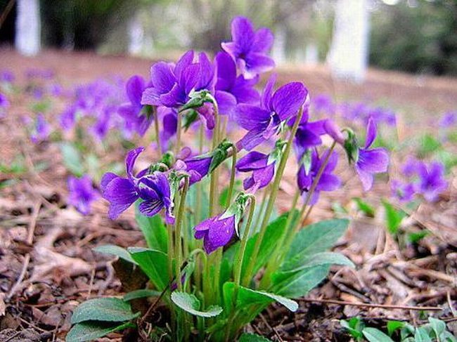 金银花紫花地丁有什么功效 紫花地丁花的功效