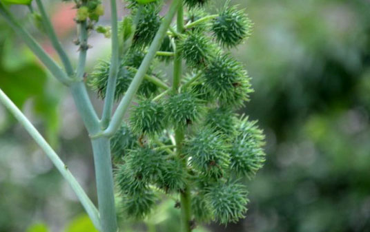 大麻子（蓖麻子）