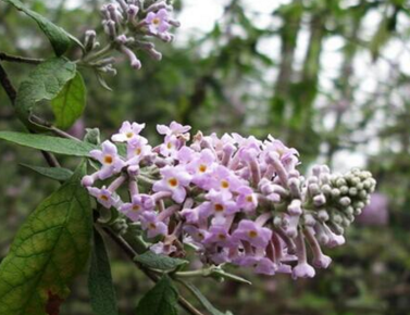 密蒙花图片大全是什么样子（密蒙花的图片）