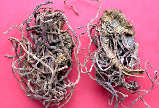 紫菀 紫菀的功效与作用主要治什么病