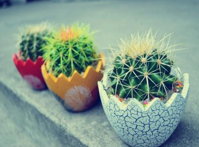 仙人掌仙人球作用有哪些呢 仙人球和仙人掌的功效一样吗