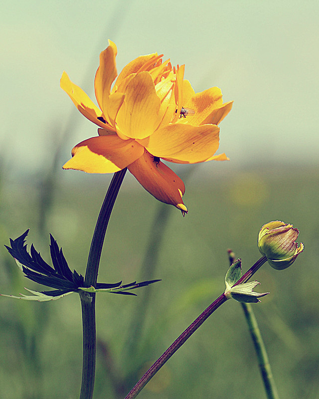 金莲花与金银花的区别 金莲花与金银花的区别是什么