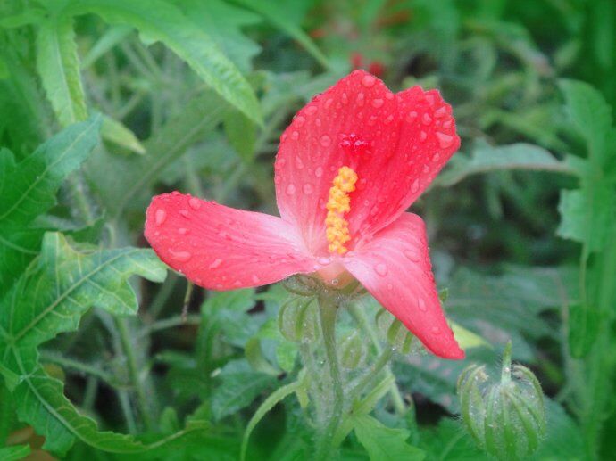 知道人参花怎么泡水喝吗 人参花可以直接泡水喝吗