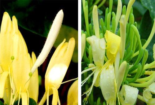 山银花与金银花的区别 山银花与金银花的区别 细数四大区别