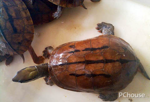 金钱龟怎么养 金钱龟的养殖方法和注意事项