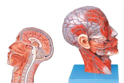 神经官能症能自愈吗（咽喉神经官能症能自愈吗）